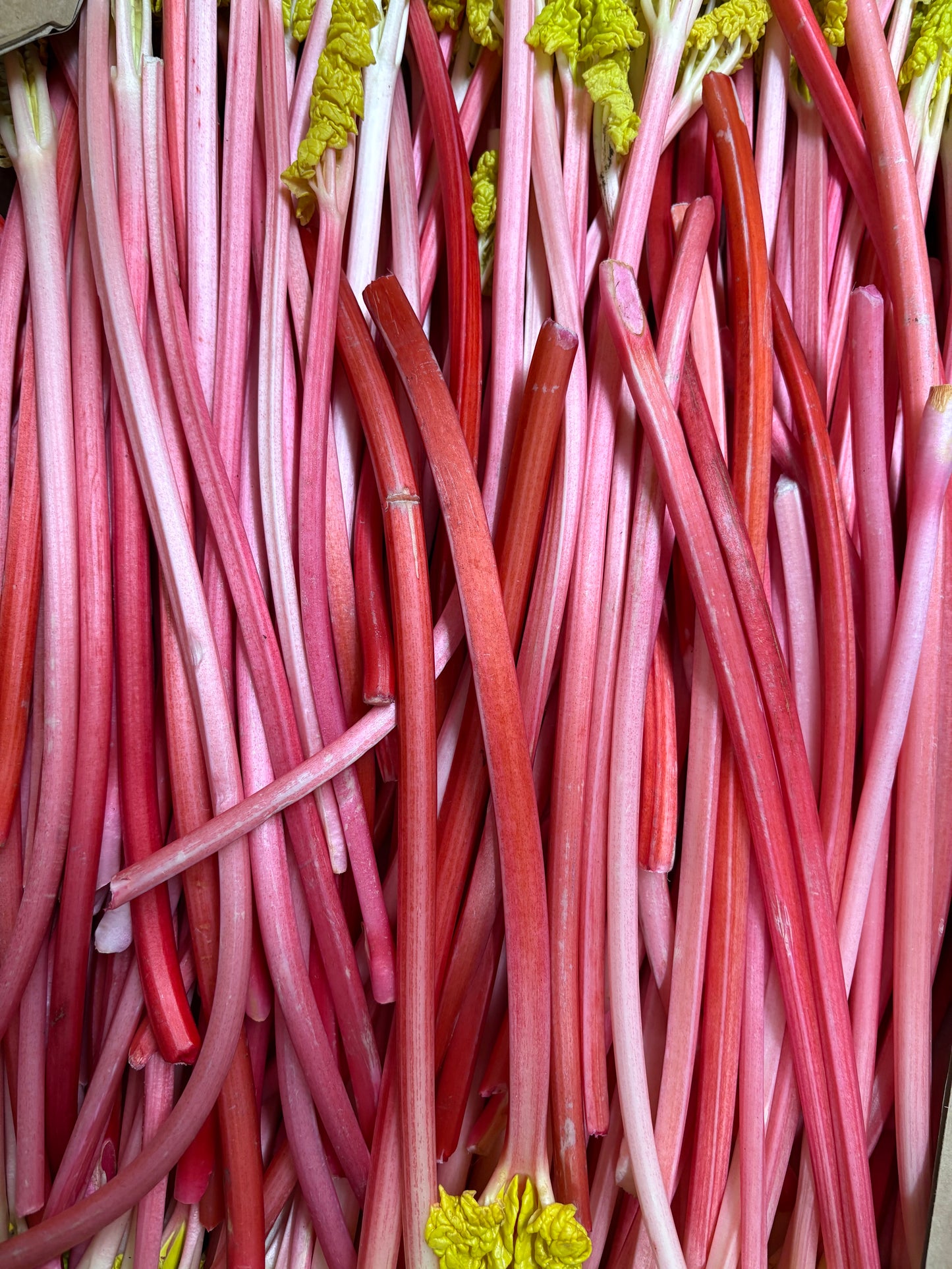 rhubarb + cardamom jam
